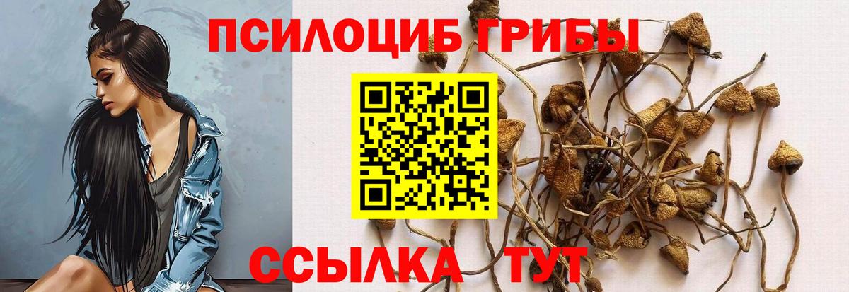 Псилоцибиновые грибы Cubensis Электрогорск